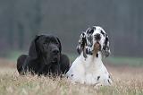 DOGUE ALLEMAND 716